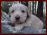 Rina Reagan pups 4 wks old 51