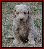 Rina Reagan pups 6 wks old 71