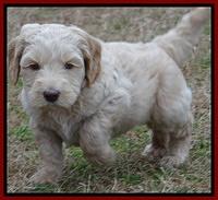 Rina Reagan pups 6 wks old 91