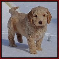 Rina Reagan pups 7 wks old 101