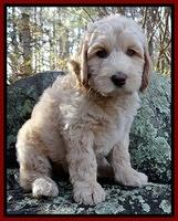 Rina Reagan pups 8 wks old 042