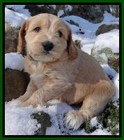 Rina REgan pups 5 wks old 61