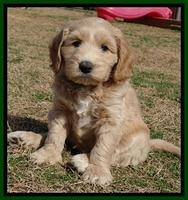 Rina Reagan pups 6 wks old 151
