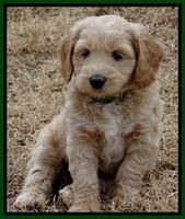 Rina Reagan pups 6 wks old 171