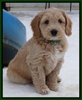 Rina Reagan pups 7 wks old 121