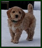 Rina Reagan pups 7 wks old 131