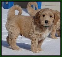Rina Reagan pups 7 wks old 141