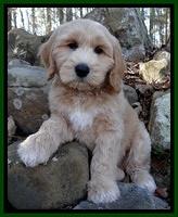 Rina Reagan pups 8 wks old 015