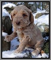 Rina REgan pups 5 wks old 81