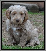 Rina Reagan pups 6 wks old 181