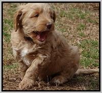 Rina Reagan pups 6 wks old 191