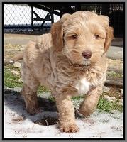 Rina Reagan pups 7 wks old 171