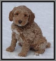 Rina Reagan pups 7 wks old 181