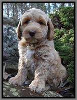 Rina Reagan pups 8 wks old 013