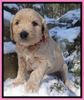 Rina REgan pups 5 wks old 101