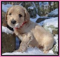 Rina REgan pups 5 wks old 111