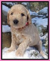 Rina REgan pups 5 wks old 121