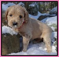 Rina REgan pups 5 wks old 131