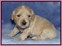 Rina Reagan pups 3 weeks old 046