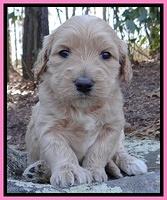 Rina Reagan pups 4 wks old 131