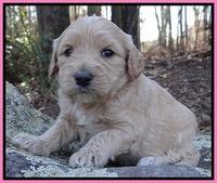Rina Reagan pups 4 wks old 141
