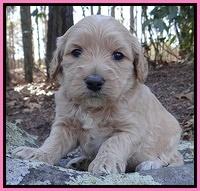 Rina Reagan pups 4 wks old 151
