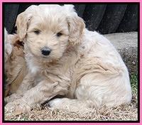 Rina Reagan pups 6 wks old 221