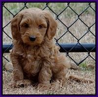 Rina Reagan pups 7 wks old 231