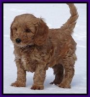 Rina Reagan pups 7 wks old 241