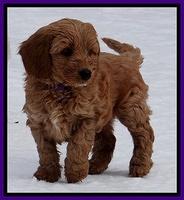 Rina Reagan pups 7 wks old 251