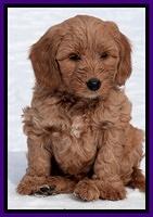 Rina Reagan pups 7 wks old 271