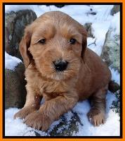 Rina REgan pups 5 wks old 171