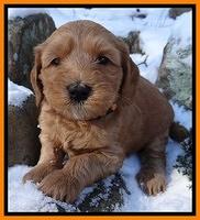 Rina REgan pups 5 wks old 181