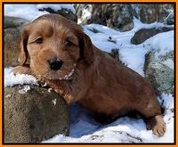 Rina REgan pups 5 wks old 191