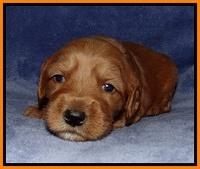 Rina Reagan pups 3 weeks old 058