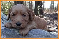 Rina Reagan pups 4 wks old 191