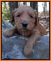 Rina Reagan pups 4 wks old 211