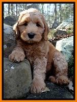 Rina Reagan pups 8 wks old 019