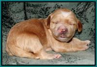 Rina REagan pups 1 wk old 211