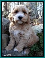 Rina Reagan pups 8 wks old 039