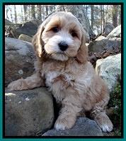 Rina Reagan pups 8 wks old 044