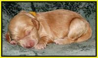 Rina REagan pups 1 wk old 251