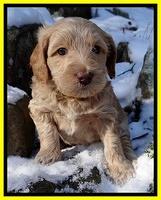 Rina REgan pups 5 wks old 241