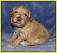Rina Reagan pups 3 weeks old 083