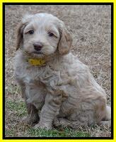 Rina Reagan pups 6 wks old 441