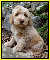 Rina Reagan pups 8 wks old 1 014