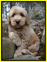 Rina Reagan pups 8 wks old 1 020