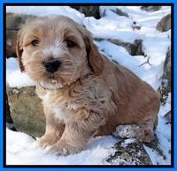 Rina REgan pups 5 wks old 281