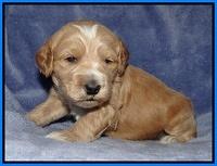 Rina Reagan pups 3 weeks old 089