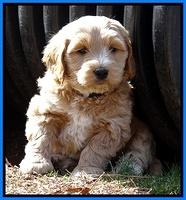 Rina Reagan pups 6 wks old 521